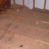 #4 Attic Before - Rear side of attic showing contamination of mold, animal feces, dirt, and dander
